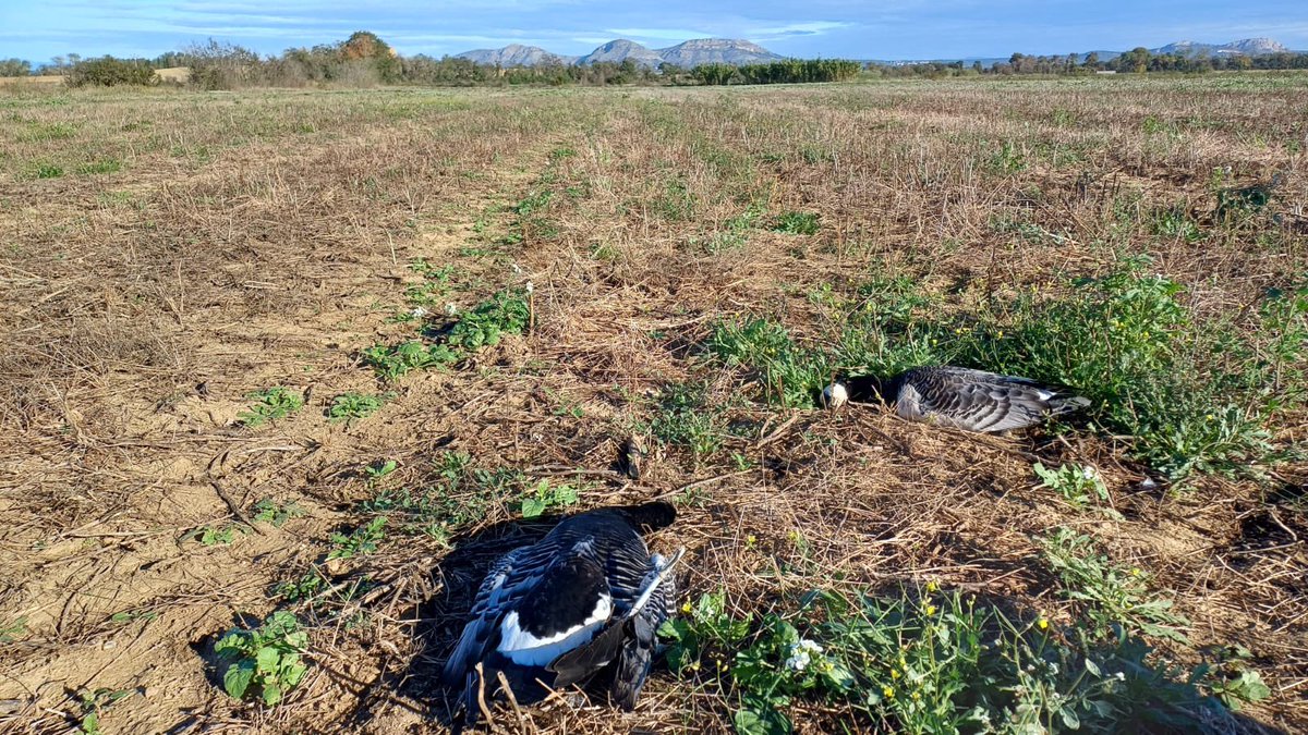 birdcatalunya's tweet photo. Als arrossars de Pals hi havia 4 oques de galta blanca (Branta leucopsis), una espècie ben rara a Catalunya. Molts ocellaires han anat a veure-les expressament aquests dies.

Aquest matí han estat testimonis de com un caçador en matava 3 i feria a l’altra !! https://t.co/xdLeGRWZ3m