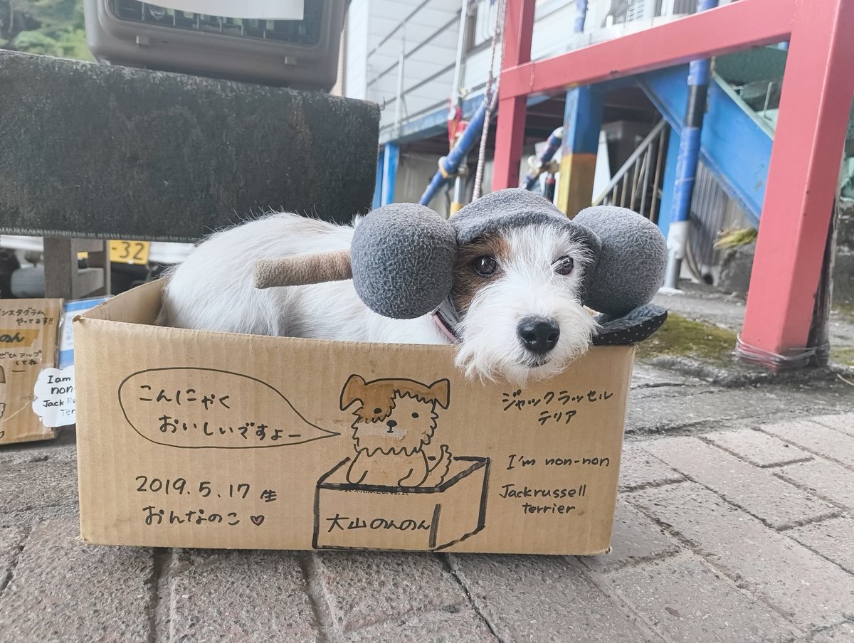 dig_dag_dog's tweet photo. 大山のこま参道にいる、のんのんちゃんが可愛すぎて、会うついでに大山登ってきました🐶
#SDWC #StreetDogsWatchingCollective https://t.co/6JyrWjFSSu