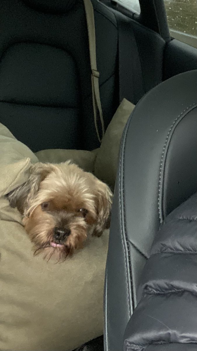 VarunaMitraDE's tweet photo. Habt heute keine Angst vor unser Showroom Security! 😋
Belly rubs werden als Bestechung akzeptiert. Von 10-16 Uhr sind wir für euch vor Ort. Wir freuen uns auf euch! https://t.co/diaZFPhx2b