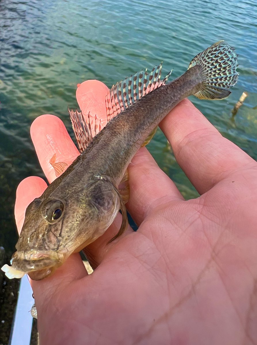 Kou_angler's tweet image. ハ
#ゼ