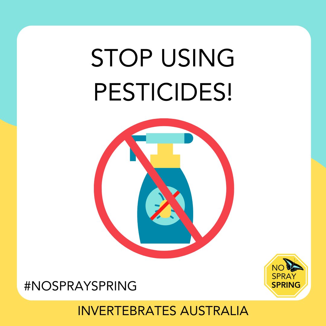 invertsau's tweet image. 🚫 Pesticides harm beneficial insects along with pests. Instead, opt for natural pest control methods like hand-picking pests and encouraging beneficial predators to maintain a healthy garden ecosystem 🌿 Share this post to help spread the word #NaturalGardening #NoSpraySpring