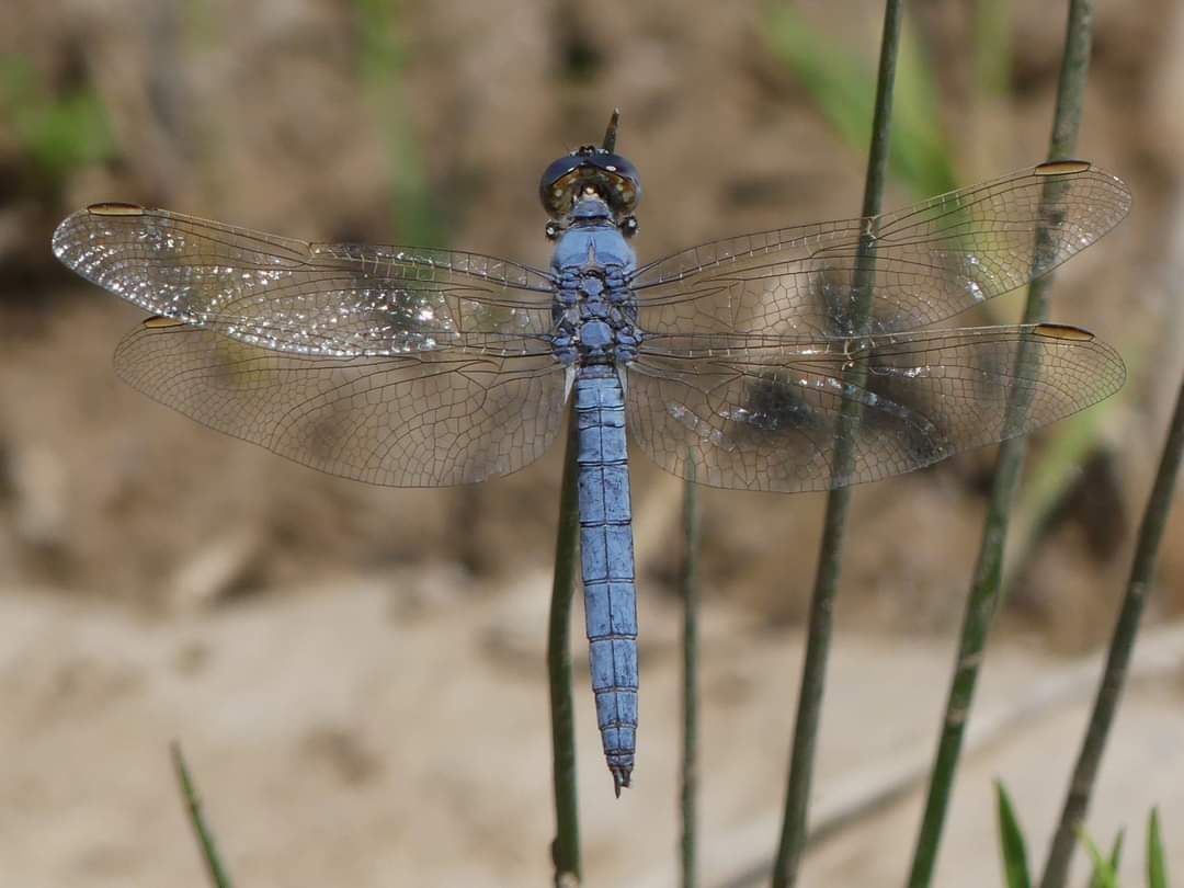 British Dragonfly Society tweet media