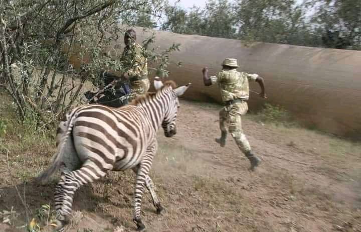 "unaita nani punda milia unaona kama nalia"