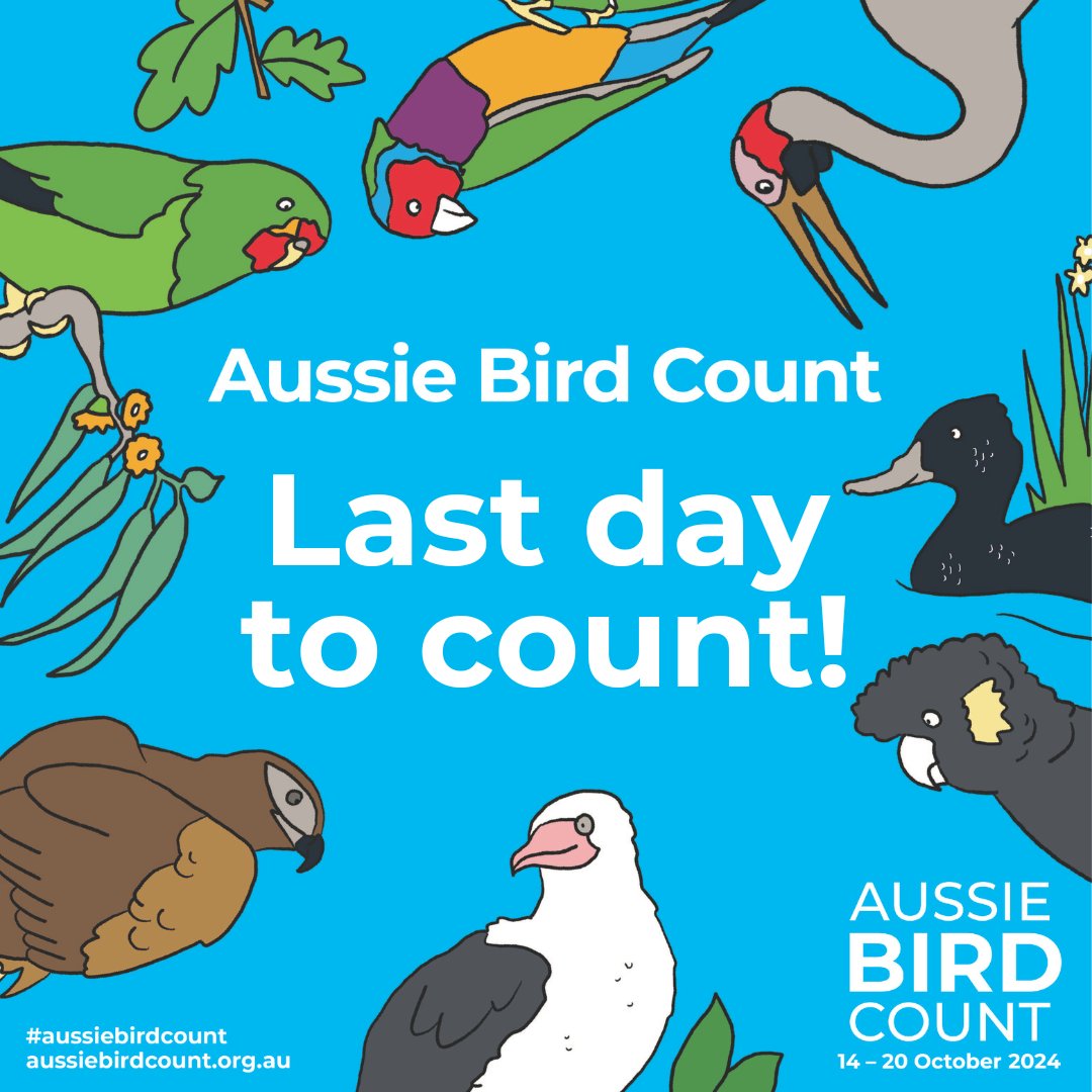 🚨This Sunday is your last chance to join the Aussie Bird Count!

Aussies have rallied in the thousands, and the results are incredible:

🐦 3.4 million birds counted
🦅 104,000 checklists submitted

Let’s make this final day count —get your binos up for the #AussieBirdCount🦜