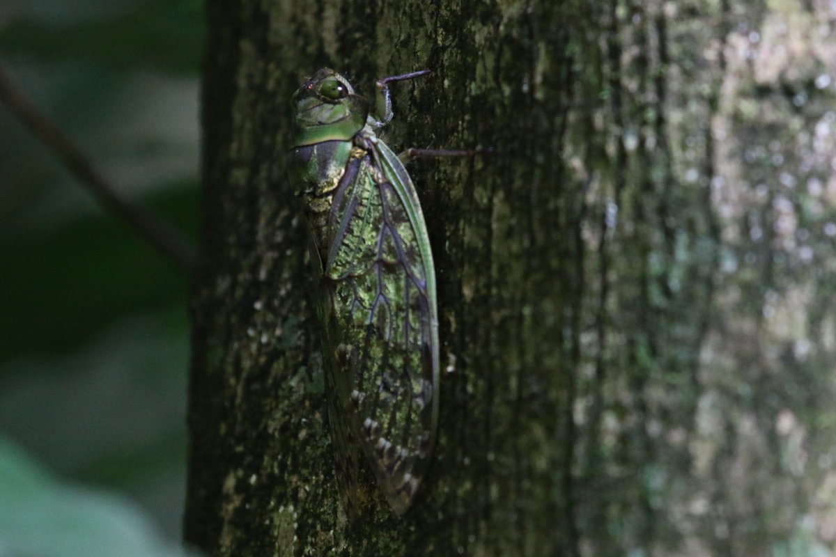 Hi #EntTwitter folk! Can anyone help ID this Ugandan #cicada species that just *loves* to play havoc with our sound recordings 😅 (photo, Budongo Forest, NW Uganda) 🙏RT

#entomology #insect #noisybuggers #Uganda #wildlife