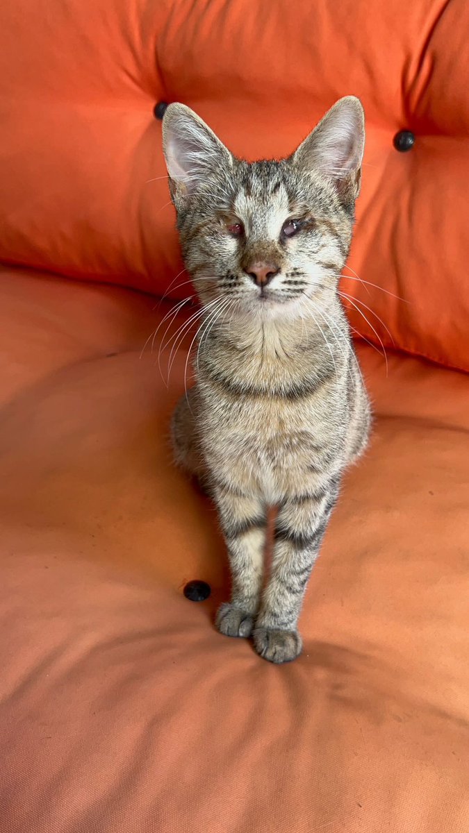 İSTANBUL!!! GÖRME ENGELLİ CANIMIZ!!💜

8 aylık, dişi
Sokakta bu halde buldum, veterinere gösterdik ama artık yapılacak bir şey olmadığını söylediler.
Tekrar sokağa gitsin istemiyorum o yüzden ÖMÜRLÜK YUVASINI arıyoruz.
05545536699