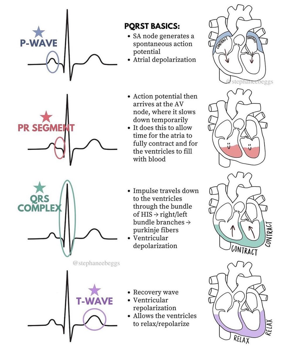 Doctors__squad's tweet image. PQRST Basics 🫀