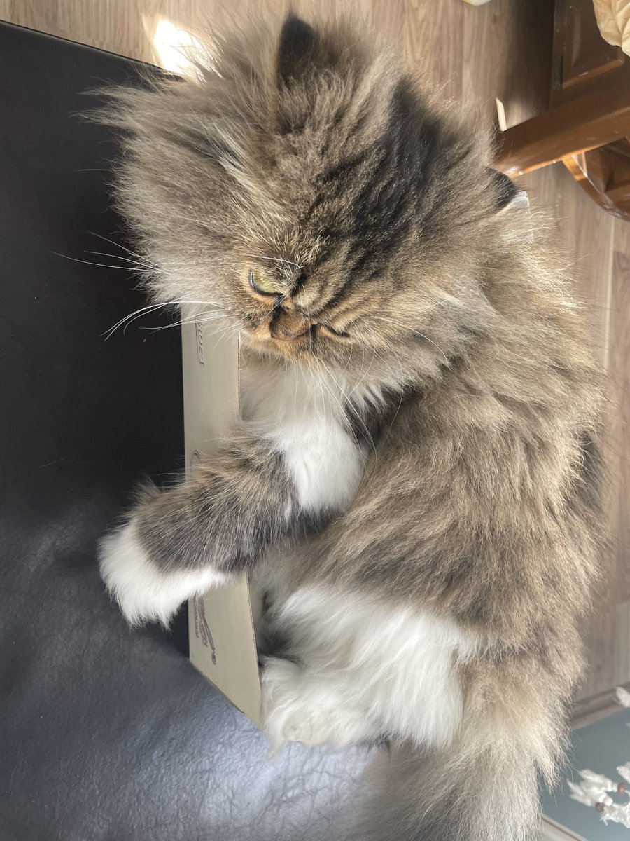 poposu sigmiyor😭😭