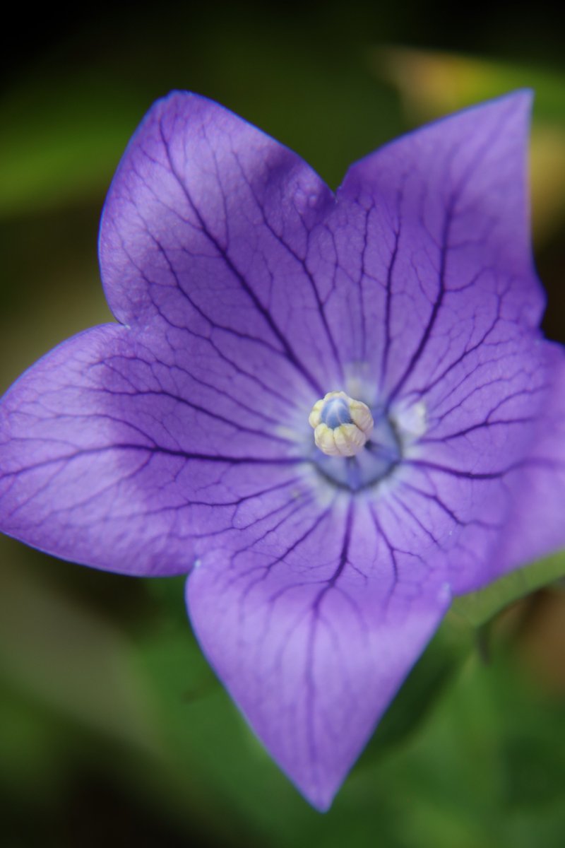 gontanokoneroku's tweet photo. Balloon flower 😯

#Photography #BalloonFlower #Platycodon https://t.co/sFURhkwSu2