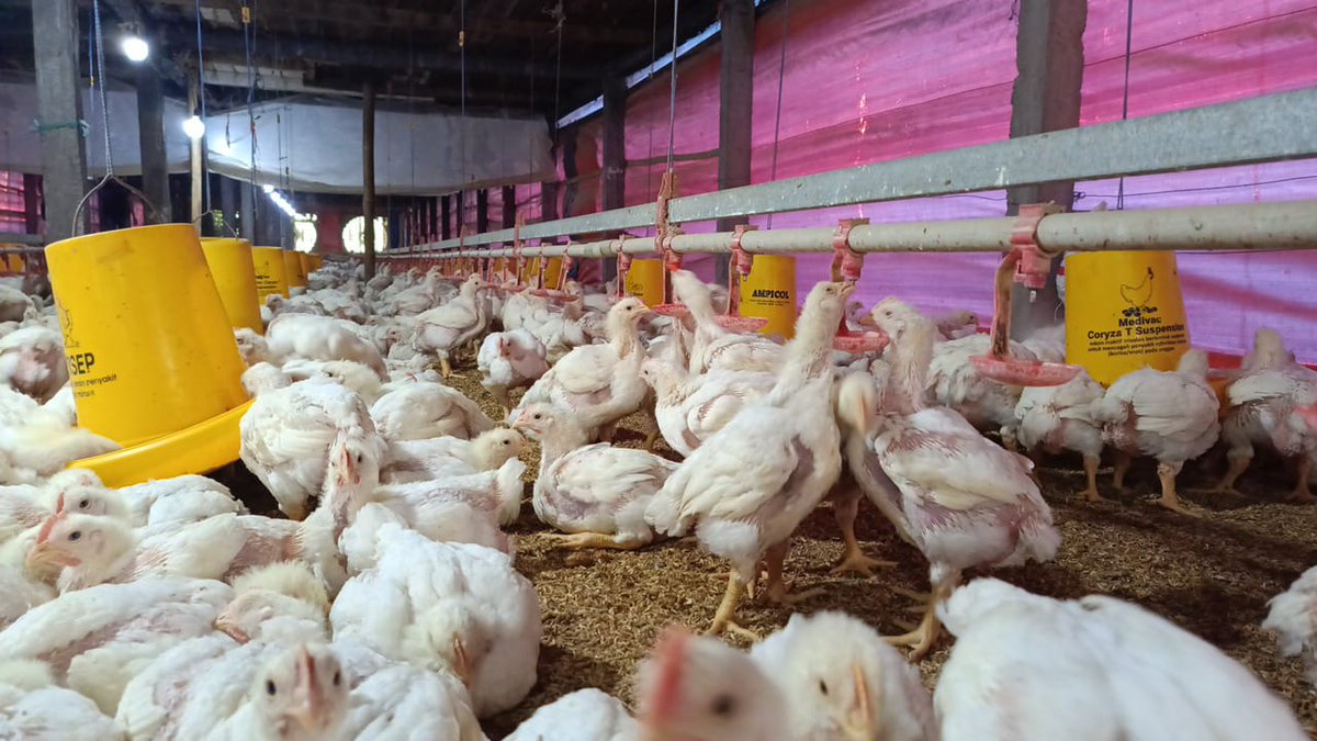 phvrsa's tweet photo. 🐔 https://t.co/bhQeWYRuxG