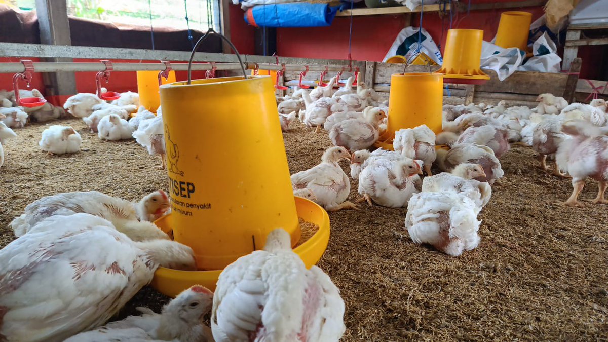 phvrsa's tweet photo. 🐔 https://t.co/bhQeWYRuxG