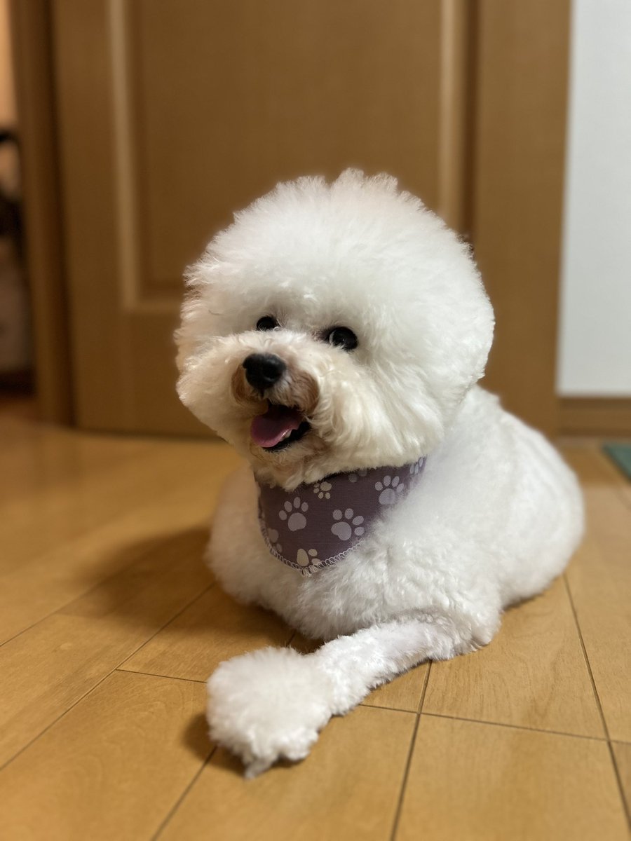 トリミング行きました