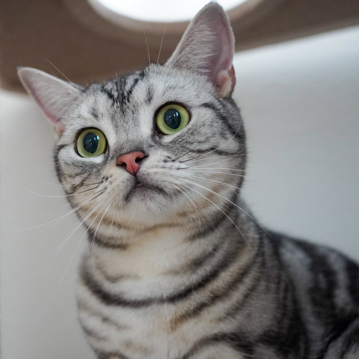 nekonomarble19's tweet photo. 本日の猫写真の速報です！
ランちゃん可愛い🩷
#まーみんカメラ https://t.co/KdK68YKOiz