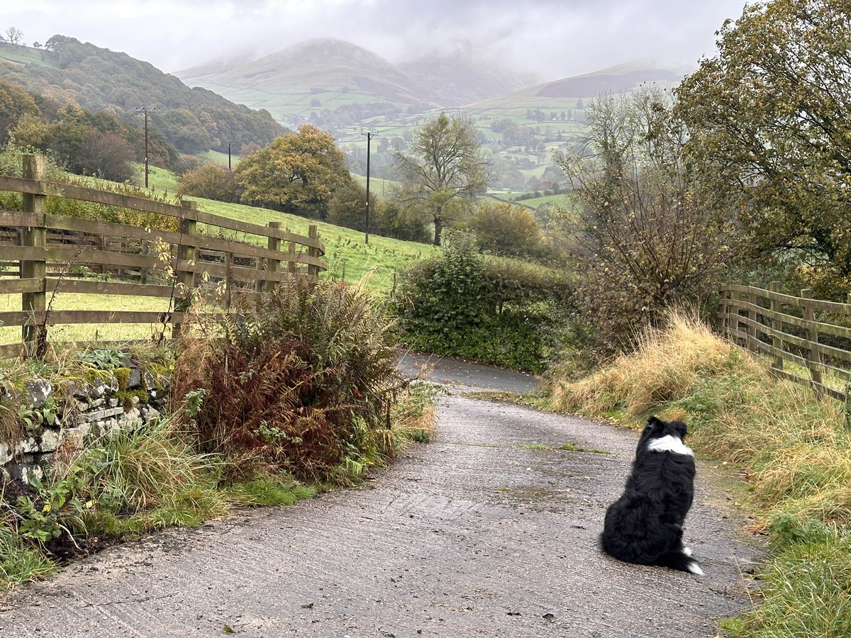 Alison O’Neill ~ Shepherdess tweet media