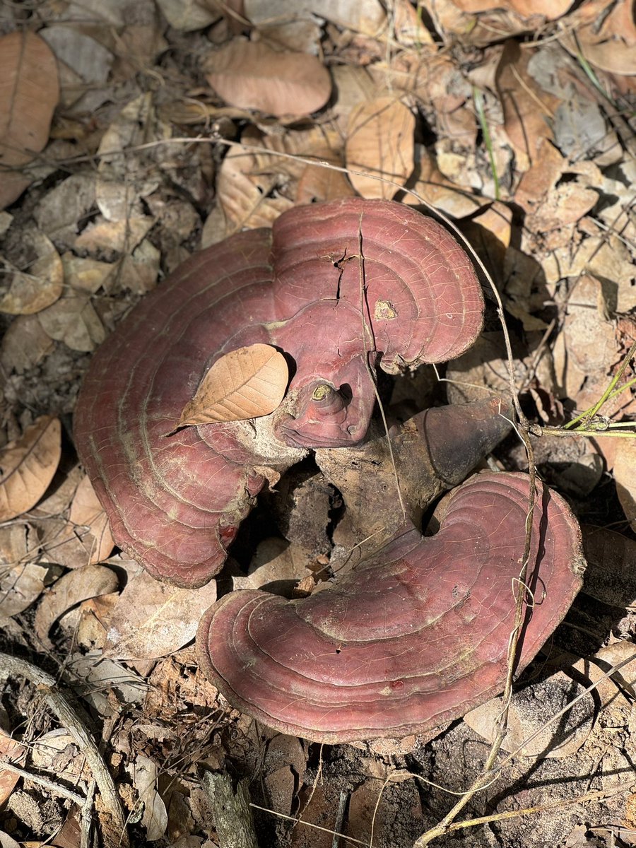 Migrant Bird🦉 (@bethelclement) on Twitter photo I found a Reishi mushroom that looks like a kidney—and it actually benefits kidney health! Originating from Asia, Reishi helps the immune system, protects kidneys from damage, and improves overall function. Crazy how nature aligns like this! 😂 🍄🟫<a href="/HerbalistChief/">ChiefHerbalist</a> I found a Reishi mushroom that looks like a kidney—and it actually benefits kidney health! Originating from Asia, Reishi helps the immune system, protects kidneys from damage, and improves overall function. Crazy how nature aligns like this! 😂 🍄🟫<a href="/HerbalistChief/">ChiefHerbalist</a>