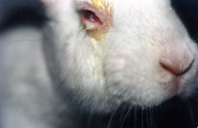 PETA_France's tweet photo. Votre maquillage vaut-il une vie de torture pour elle ? 🐰💔 https://t.co/00kGT9NSvn