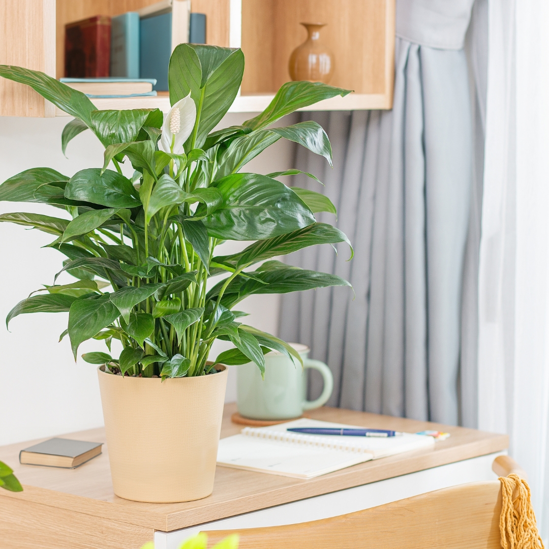 🌿 Fun Fact: According to the NASA Clean Air Study, apart from absorbing carbon dioxide and releasing oxygen, there are some plants, that also remove certain toxins from the air. The peace lily plant was found to be amongst the top air purifiers plants.🪴