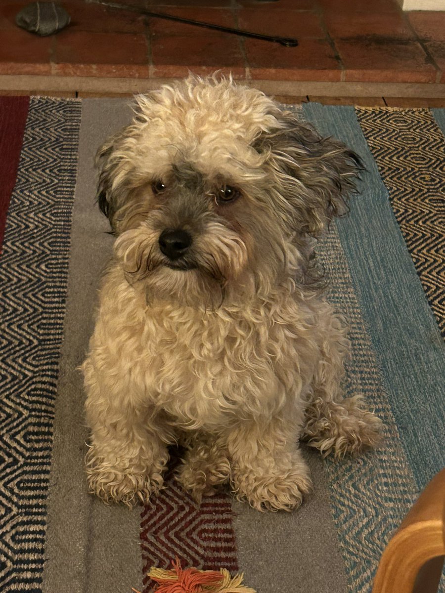 WiffleMr's tweet photo. @WarksFolklore I’m observing our boys fur for same reason, a correlation between fluffiness and hopefully snow ❄️ 🙂 https://t.co/9OKerzU5p3