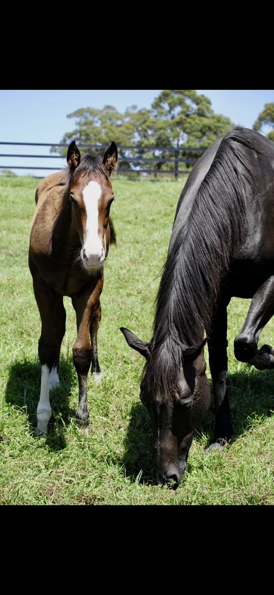 Woodpark Stud tweet media