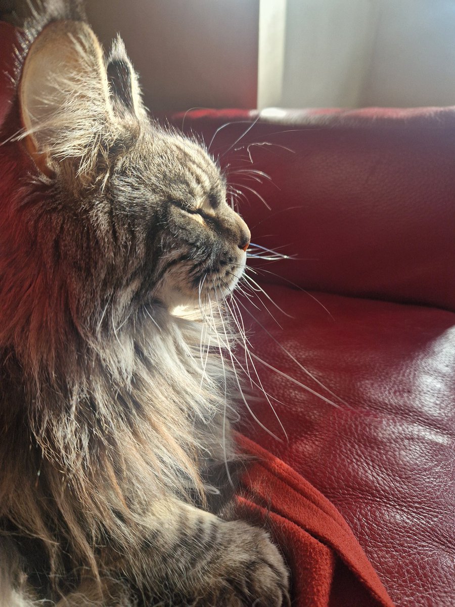 Happy #Caturday from my beautiful Bruno.  Love this animal so much!! Oh, to be a cat.