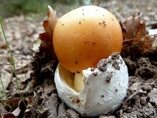 Boletscom's tweet photo. 🍄 Amanita Caesarea o Ou de Reig: una delícia dels nostres boscos! Però atenció ⚠️, no confonguis amb la seva cosina, l'Amanita Muscaria (Reig Bord), que és tòxica! 🧐 Aprèn a identificar-les correctament en aquest article de @boletscom https://t.co/OIxH3WRWyh https://t.co/j7OTDfFj79