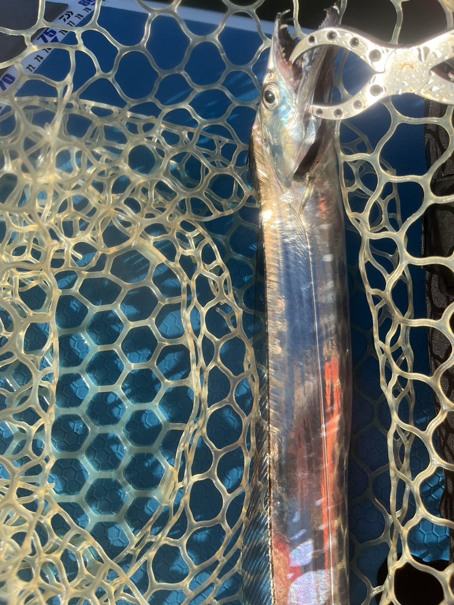 fisherman1209's tweet photo. 内房SUPフィッシング
8時過ぎから風が強くなる予報なので短時間釣行
タチウオ⑤
マゴチ②
久しぶりにマゴチ釣れました
しかも63cmのデカマゴチ‼︎
#supfishing 
#内房
#sic 
#タチウオ
#マゴチ https://t.co/guR3AcY4dY
