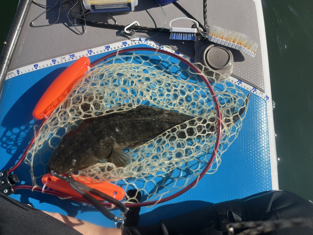 fisherman1209's tweet photo. 内房SUPフィッシング
8時過ぎから風が強くなる予報なので短時間釣行
タチウオ⑤
マゴチ②
久しぶりにマゴチ釣れました
しかも63cmのデカマゴチ‼︎
#supfishing 
#内房
#sic 
#タチウオ
#マゴチ https://t.co/guR3AcY4dY