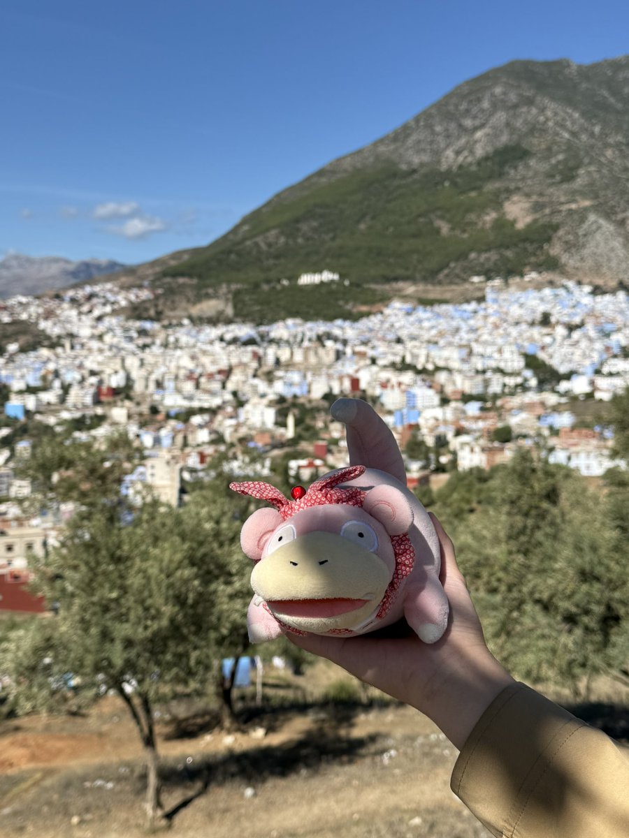 mlwmlwcat's tweet photo. Yadon's World Tour: Morocco Edition https://t.co/Cz1Krrh2Zz