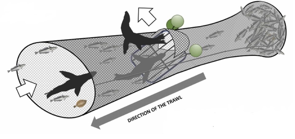⚠️NEW PAPER - Reducing bycatch of sea lions in Chilean hake trawls! Read here: authors.elsevier.com/c/1jyPjbiU21AoA