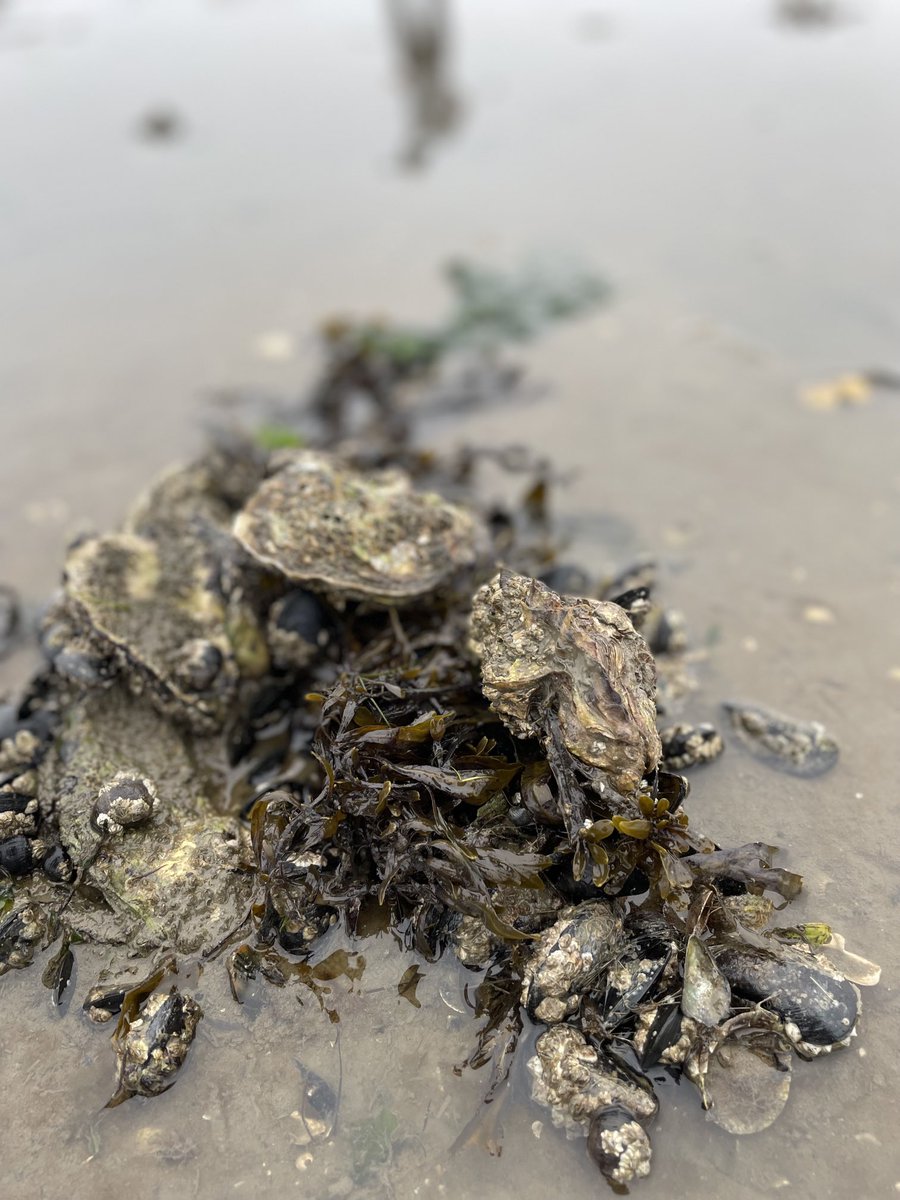Canadian 🇨🇦 section of ⁦@EuropSocEM⁩ doing field work in Rømø on sustainable oyster harvesting while mitigating the risk of vibriosis #EUSEM2024
