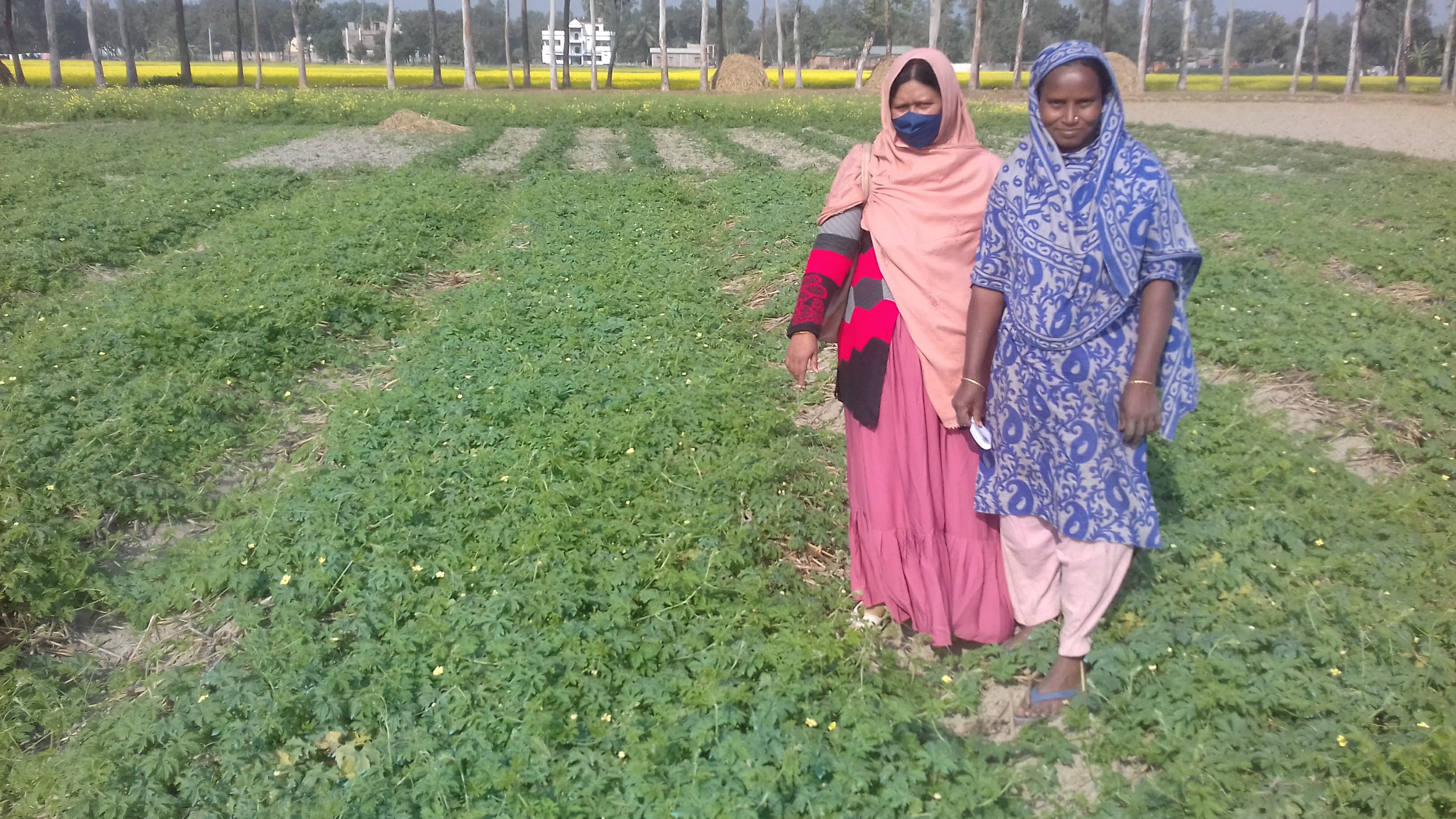 শীতের আগমনী বার্তায় শীতকালীন সবজি চাষে ব্যস্ত আত্রাইয়ের কৃষক