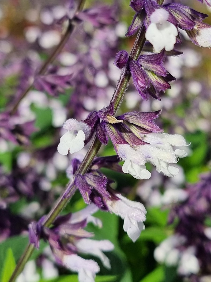 Salvia 'Phyllis Fancy' looking wonderful this morning. #salvia #perennials #flowers #gardens #Cornwall