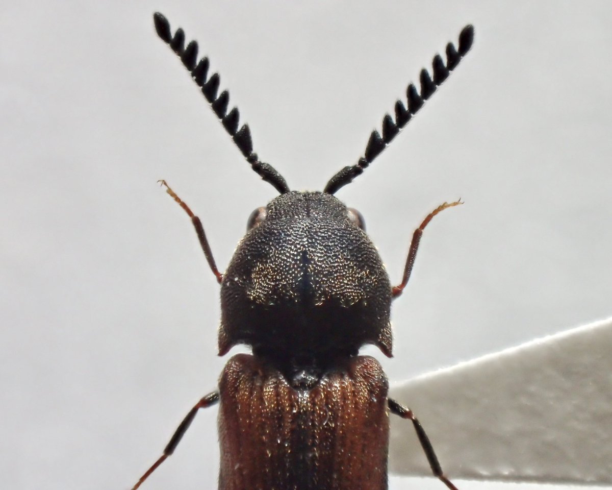 tiny_tiny_sunny's tweet photo. ノコヒゲフトコメツキダマシ
Otho sphondyloides (Germar, 1818)

とっても良いコメツキダマシ😌🤍
同じ場所に今年も行ってみたけど今年はしぶしぶでした…🥲
コメツキダマシの顔の可愛い👼🏻 https://t.co/dCHSIFe0x5