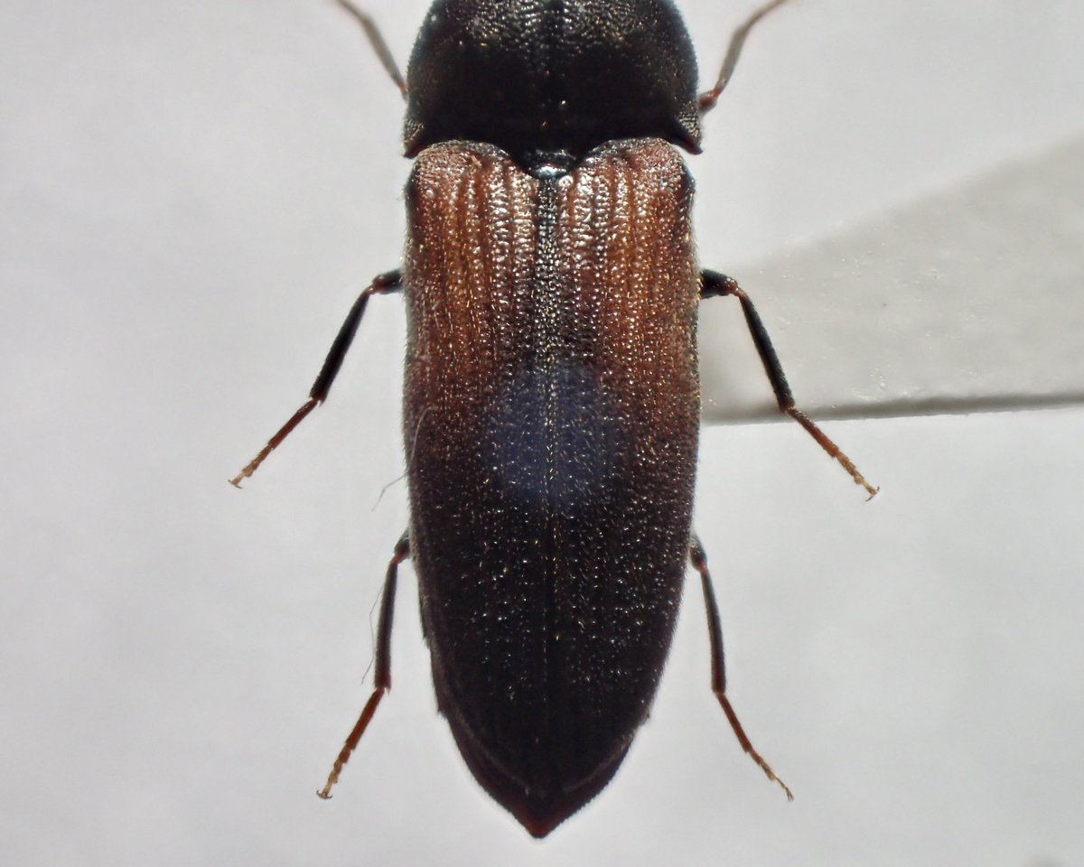 tiny_tiny_sunny's tweet photo. ノコヒゲフトコメツキダマシ
Otho sphondyloides (Germar, 1818)

とっても良いコメツキダマシ😌🤍
同じ場所に今年も行ってみたけど今年はしぶしぶでした…🥲
コメツキダマシの顔の可愛い👼🏻 https://t.co/dCHSIFe0x5