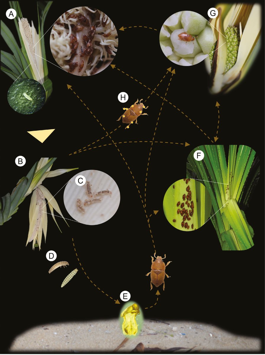 Botanical Journal of the Linnean Society (@botjlinnsoc) on Twitter photo The nectarless male flowers of Pandanus were thought to be wind-pollinated, yet their floral scent suggested otherwise, with detailed analysis revealing the first example of insect #Pollination in this genus!
academic.oup.com/botlinnean/art…
<a href="/LinneanSociety/">The Linnean Society of London</a> <a href="/OxfordJournals/">Oxford Journals</a> The nectarless male flowers of Pandanus were thought to be wind-pollinated, yet their floral scent suggested otherwise, with detailed analysis revealing the first example of insect #Pollination in this genus!
academic.oup.com/botlinnean/art…
<a href="/LinneanSociety/">The Linnean Society of London</a> <a href="/OxfordJournals/">Oxford Journals</a>