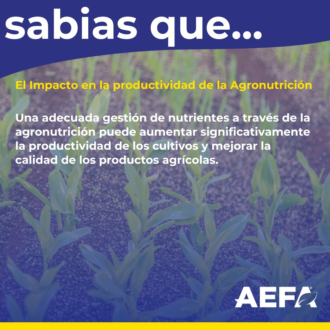 La agronutrición se centra en entender cómo las plantas absorben y utilizan los nutrientes. Al aplicar un enfoque más preciso, se pueden minimizar las pérdidas de nutrientes y maximizar su disponibilidad para los cultivos. #AEFA #agronutricion #productividad #cultivos