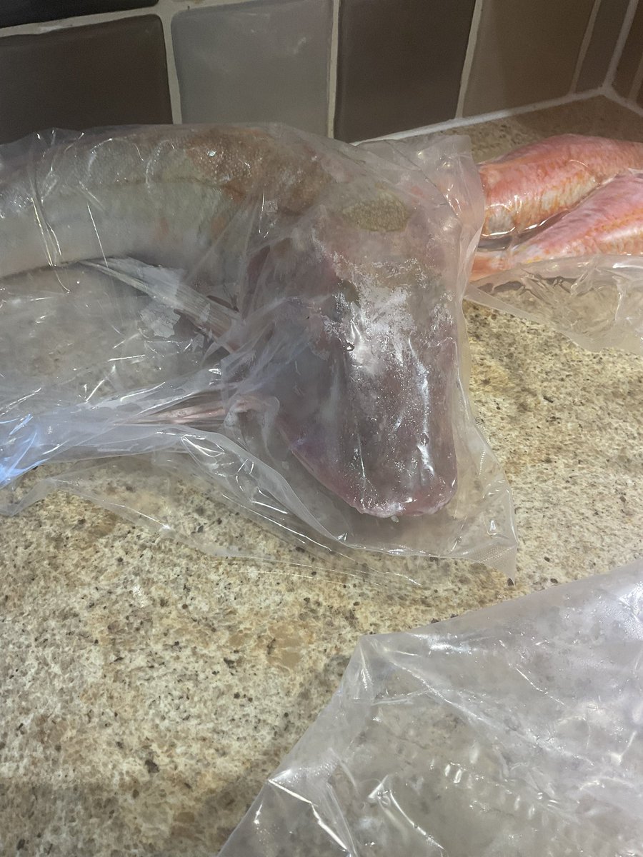 BeeNubian's tweet photo. #FishySaturday my new Cornish fishmonger delivered a live lobster 😱next to my #RedGurnard #RedMullet #MonkfishTail @leesah_zimbo @enyambi @boldcolours @SMununuri @cssmjcksn @jintygal31 @ProblematicBac1 https://t.co/eIEz6F1SGo
