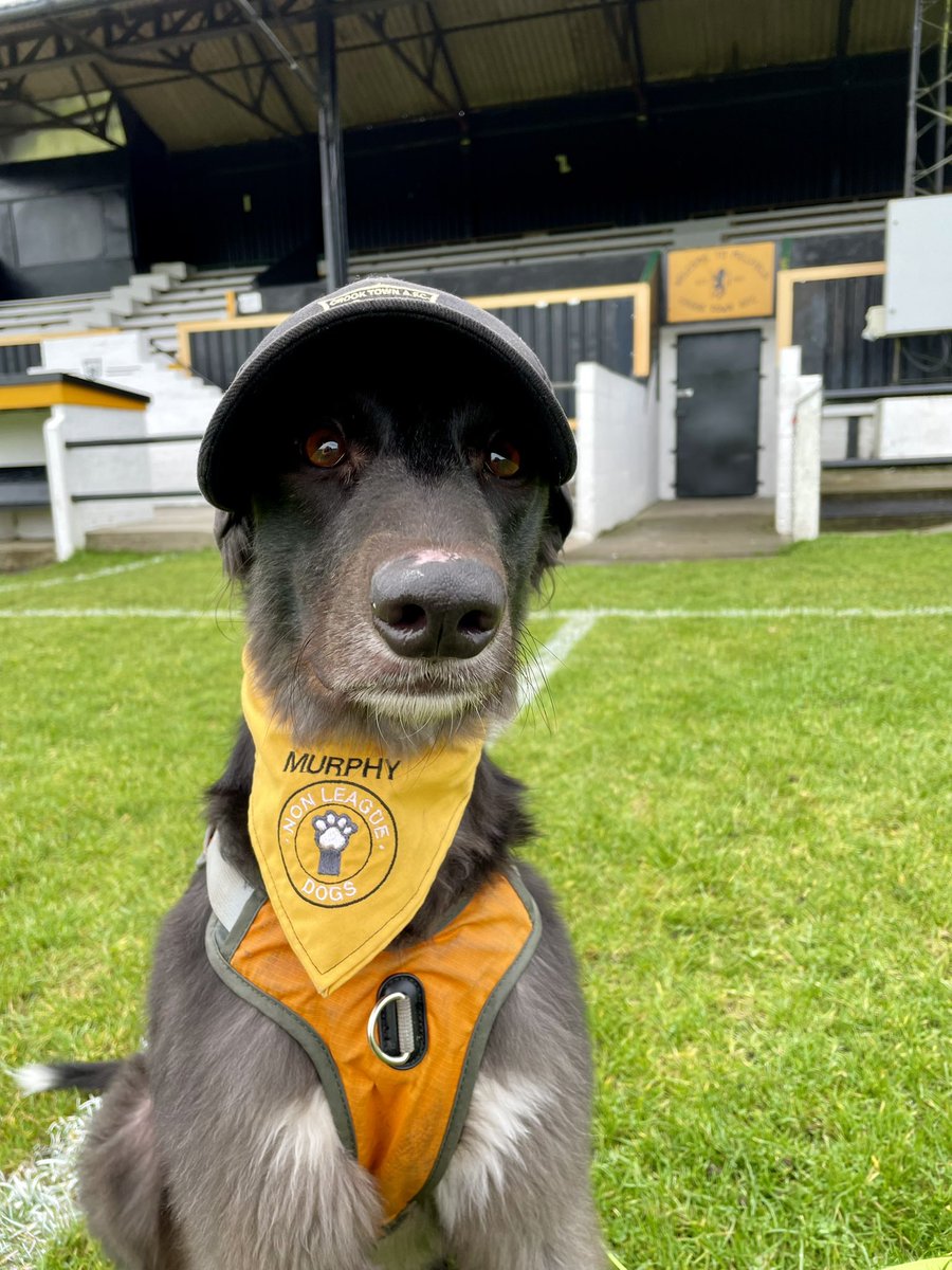 MillfieldMurphy's tweet photo. @nonleaguedogs @crooktown_afc I think I’m early? Up the Crook! https://t.co/8WVYIebhWr