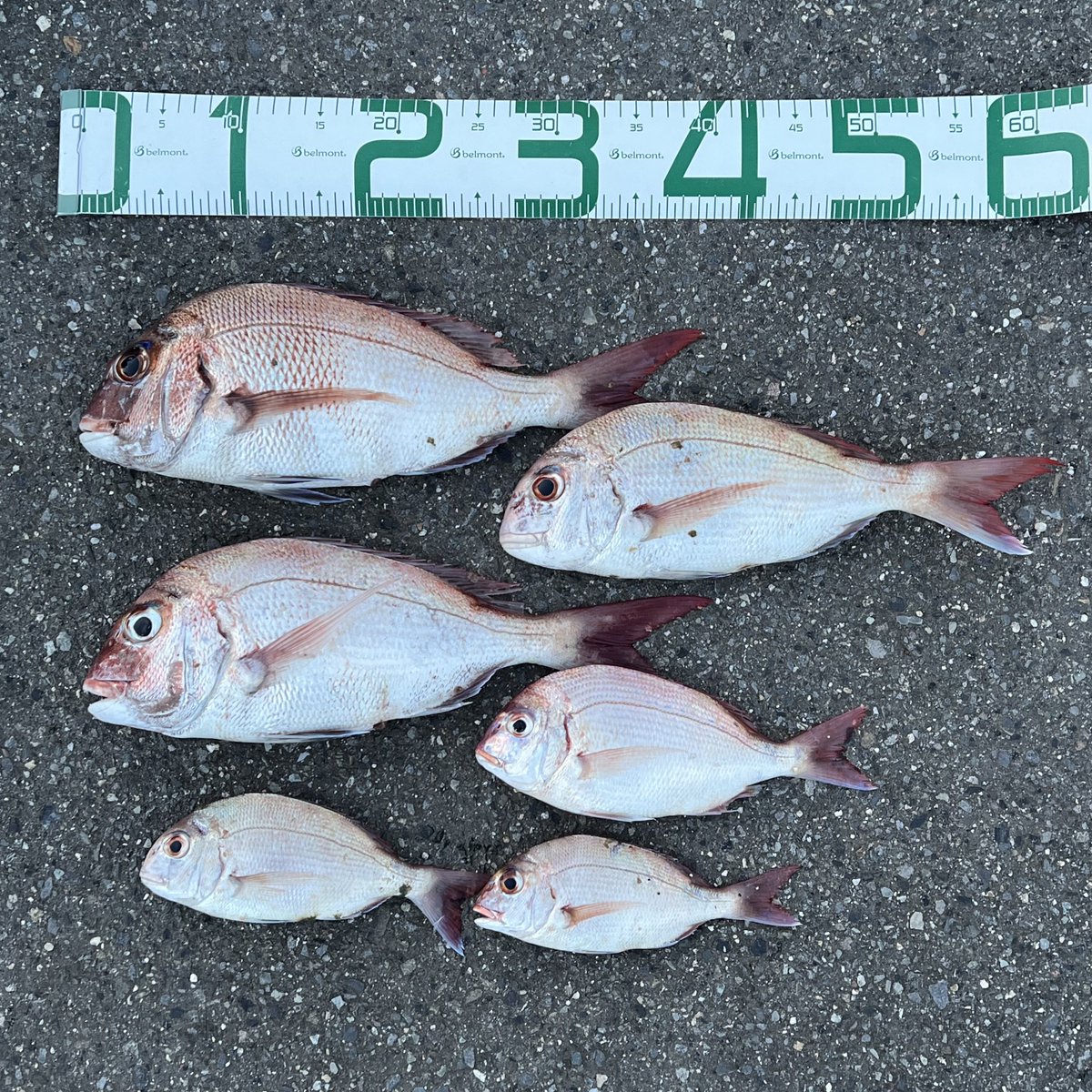 turiken753's tweet photo. 昨日は職場の先輩たちと船釣りへ🎣

チャリコはリリースしましたが、自分のタイラバ史上最高となる7匹を釣り上げることができました✨
来島丸さんありがとうございました😊

#釣り好きな人と繋がりたい 
#fishing 
#愛媛釣り
#船釣り
#タイラバ
#マダイ #真鯛
#seabream #redseabream 
#今治
#来島丸 https://t.co/qK9Xz3xuxh
