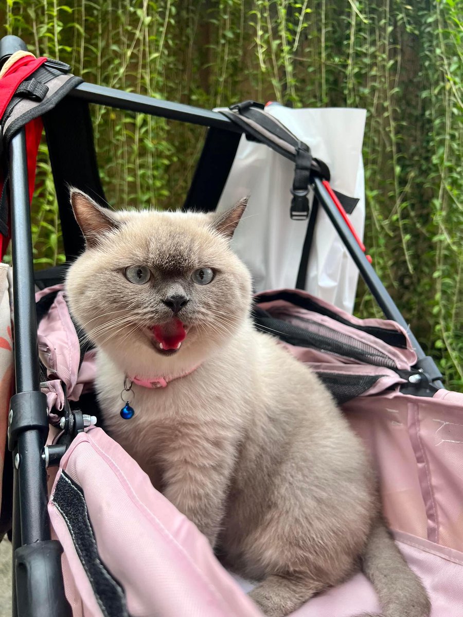 Nay các cô chú thế nào rồi, các cô chú ghé nhà con xíu nha!!!
Kiếm ít pate nha các cô chú
#x #cat #cats