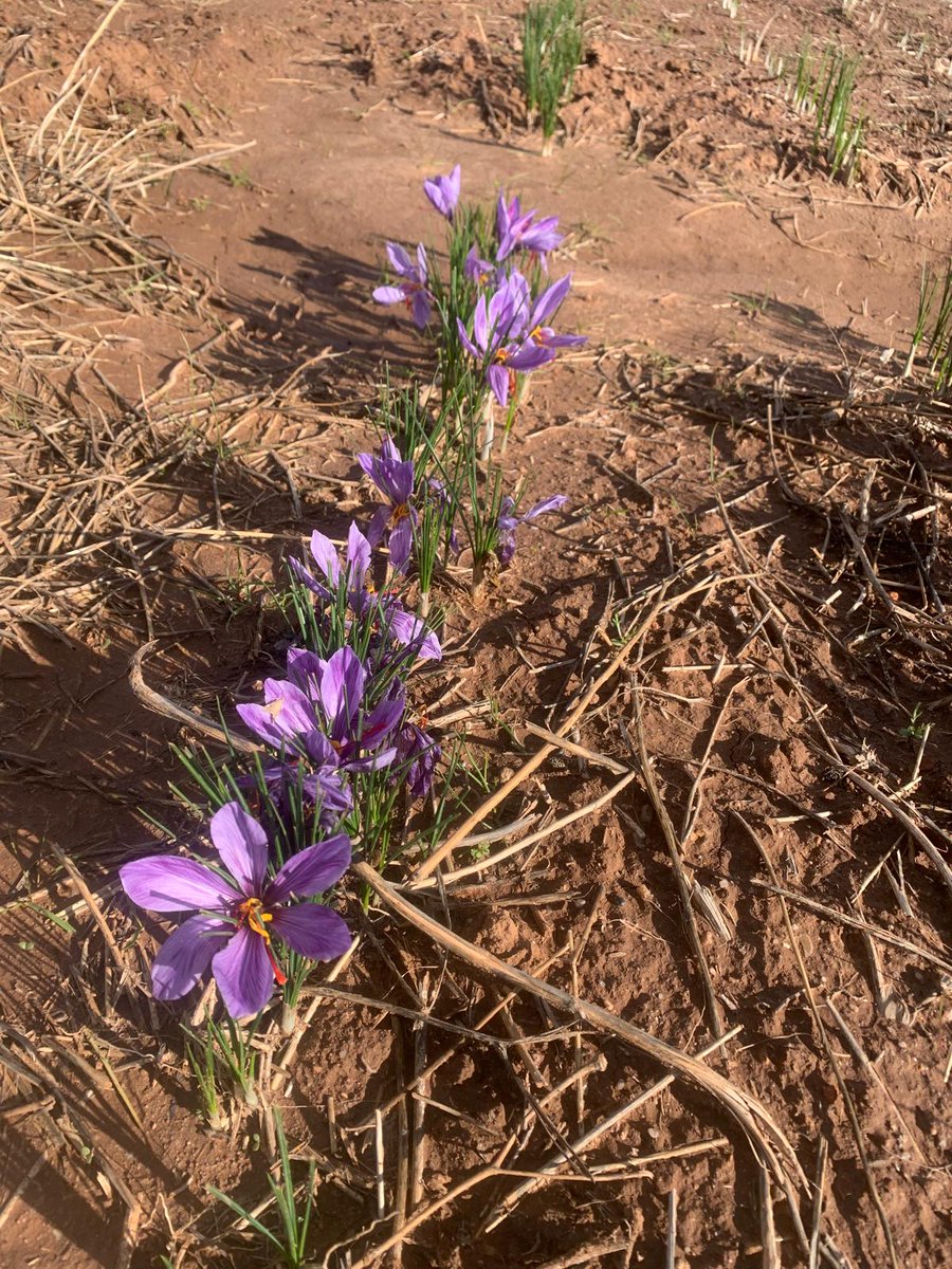 DOP Azafrán de La Mancha tweet media
