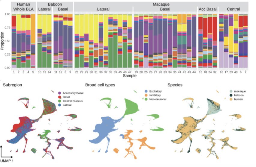 26 years after Larry Swanson emphasized “the amygdala is neither a structural or functional unit” we used sn-RNAseq to answer the question:

“What is the [primate] amygdala?”

Check out the preprint 👇
biorxiv.org/content/10.110…