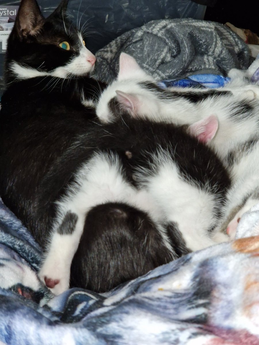 My newest rescues a mama cat and her 4 babies