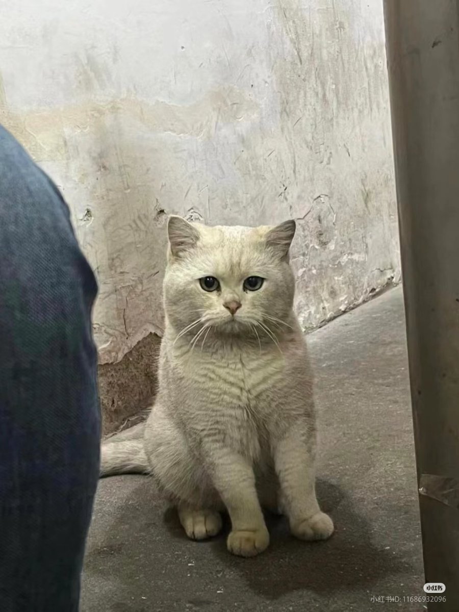 Would u adopt him?