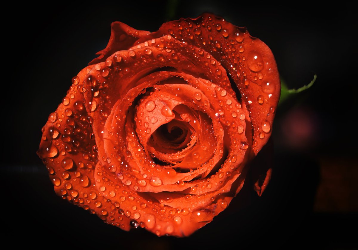 mayurjoshi999's tweet photo. Which one u choose?
#photographychallenge
#PhotographyIsArt
#macrophotography
#droplet
#Rose
#red_rose
#FlowerPhotography https://t.co/L7kaQuqCCO