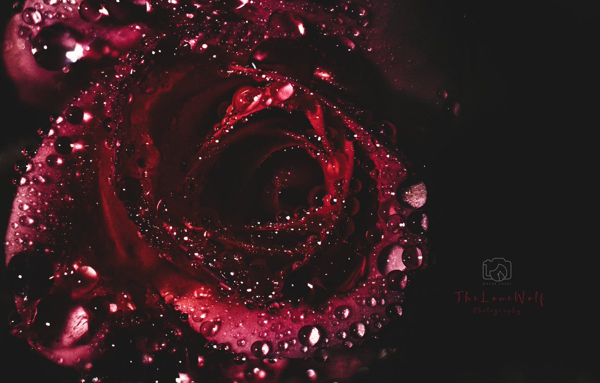 mayurjoshi999's tweet photo. Which one u choose?
#photographychallenge
#PhotographyIsArt
#macrophotography
#droplet
#Rose
#red_rose
#FlowerPhotography https://t.co/L7kaQuqCCO