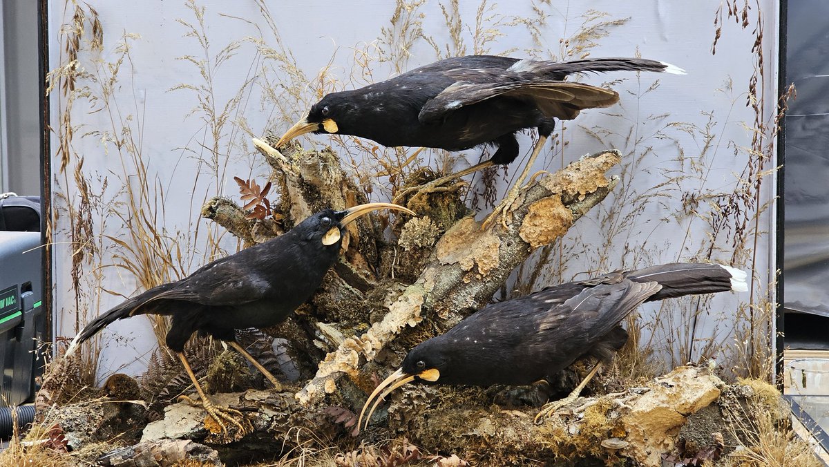 AshleyScopes's tweet image. Today I'm working on these Huia birds. The glass and birds need a clean and then I'll have to reconstruct the glass case.