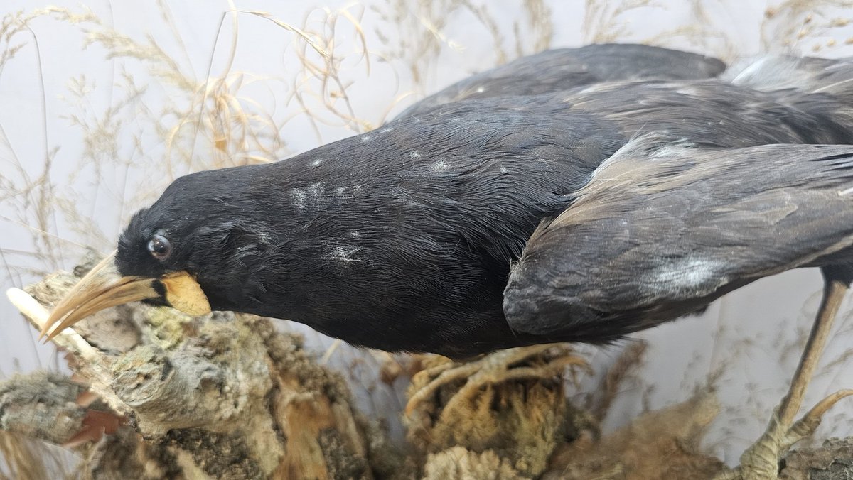 AshleyScopes's tweet image. Today I'm working on these Huia birds. The glass and birds need a clean and then I'll have to reconstruct the glass case.