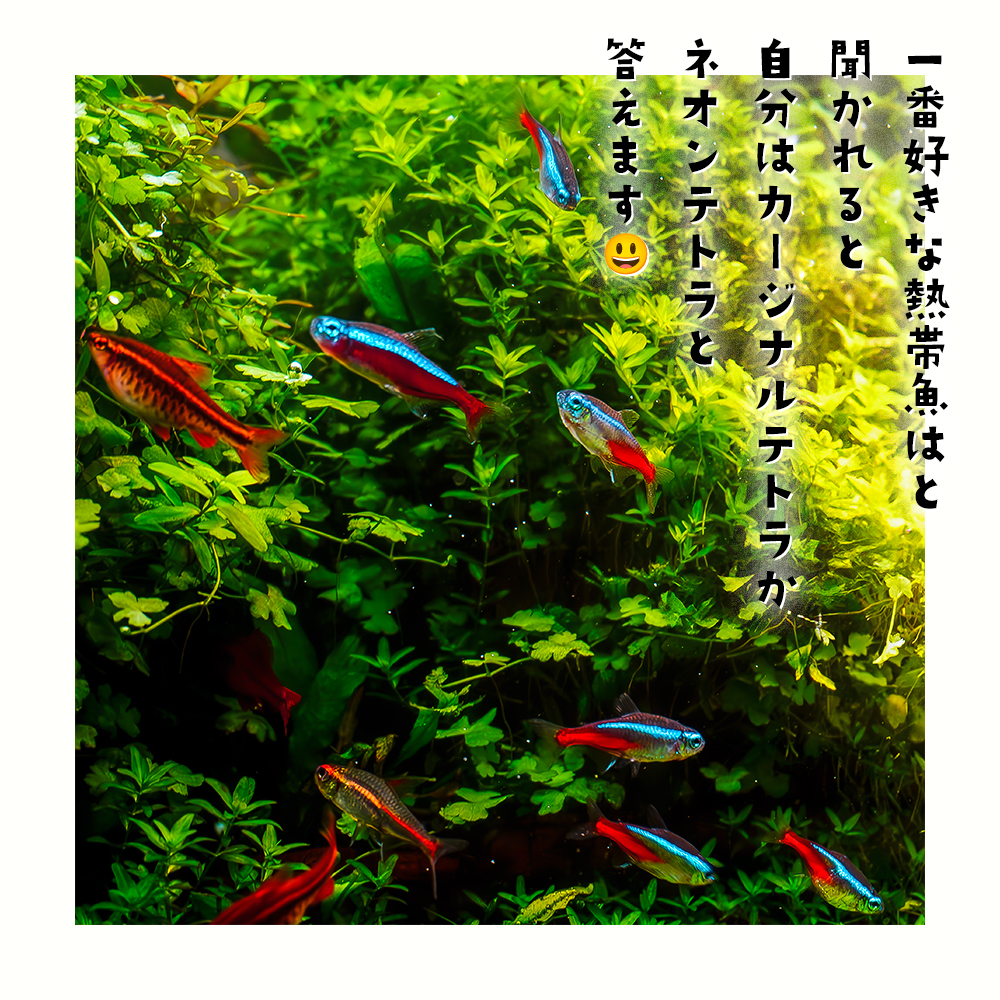 graphics29871's tweet photo. #ネオンテトラ #カージナルテトラ #テトラ #熱帯魚 #アクアリウム #めだか #観賞魚
#お写んぽ #ファインダー越しの私の世界 #adobe #アドビ #photoshop #photo_map https://t.co/UPARbqr7VP