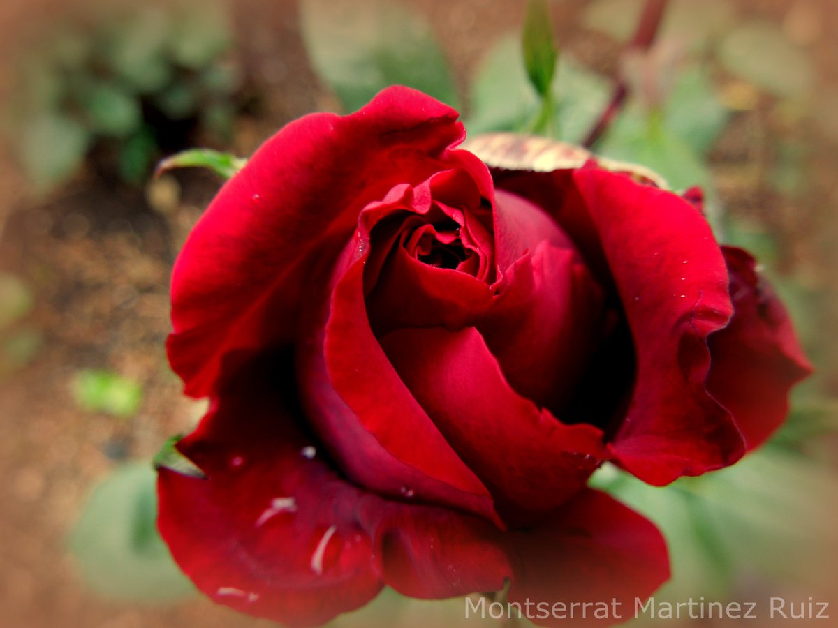 BotanicSerrat tweet picture